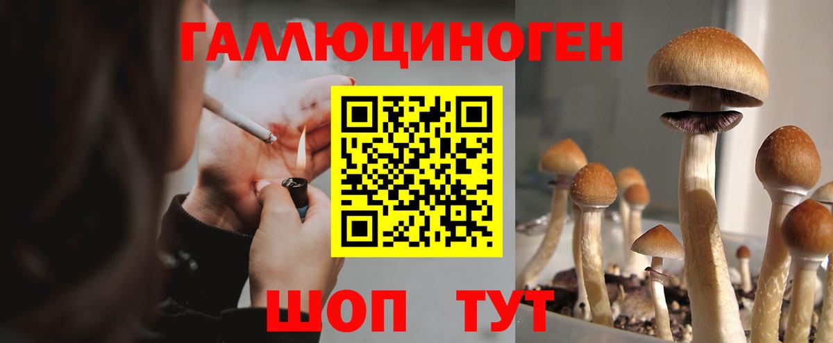 Галлюциногенные грибы Psilocybine cubensis  Гай  Псилоцибиновые грибы прущие грибы 